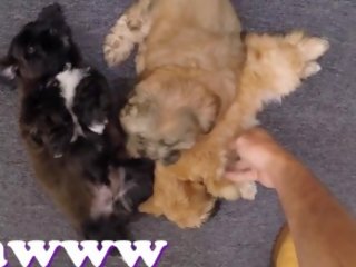 Xxx Pawn - Things Get Weird When Valerie White Brings Puppies Into Our Shop